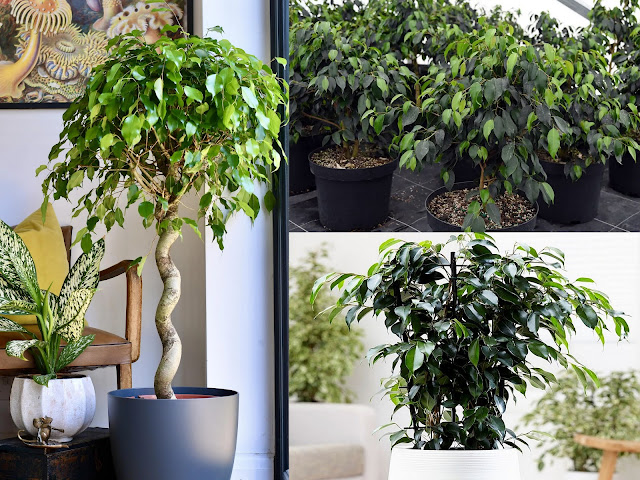 10 Παρεξηγημένα φυτά και γιατί αξίζουν μια δεύτερη ευκαιρία - Φωτογραφία 5