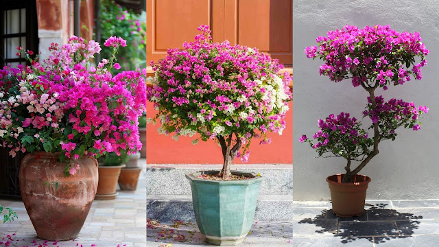 10 Παρεξηγημένα φυτά και γιατί αξίζουν μια δεύτερη ευκαιρία - Φωτογραφία 6