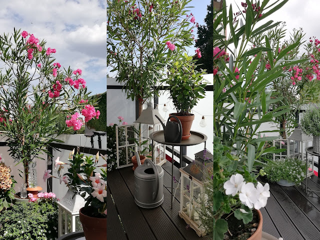 10 Παρεξηγημένα φυτά και γιατί αξίζουν μια δεύτερη ευκαιρία - Φωτογραφία 7