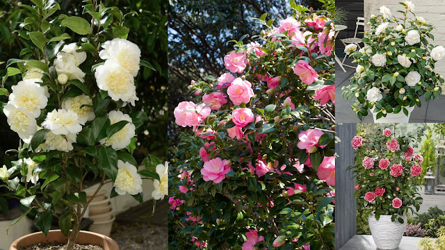 10 Παρεξηγημένα φυτά και γιατί αξίζουν μια δεύτερη ευκαιρία - Φωτογραφία 8