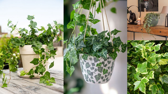 10 Παρεξηγημένα φυτά και γιατί αξίζουν μια δεύτερη ευκαιρία - Φωτογραφία 9