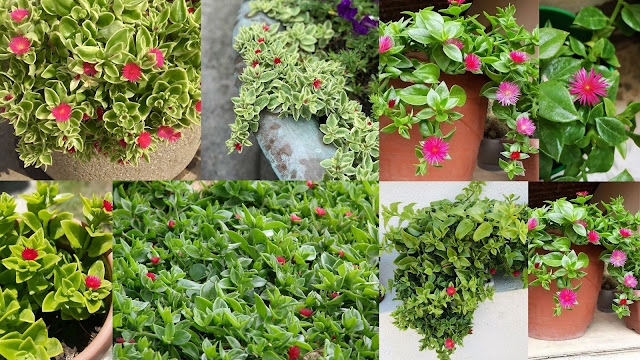 Απτένια. Το πολύ όμορφο παχύφυτο κατάλληλο για πολλές διαφορετικές χρήσης - Φωτογραφία 2