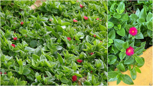 Απτένια. Το πολύ όμορφο παχύφυτο κατάλληλο για πολλές διαφορετικές χρήσης - Φωτογραφία 3