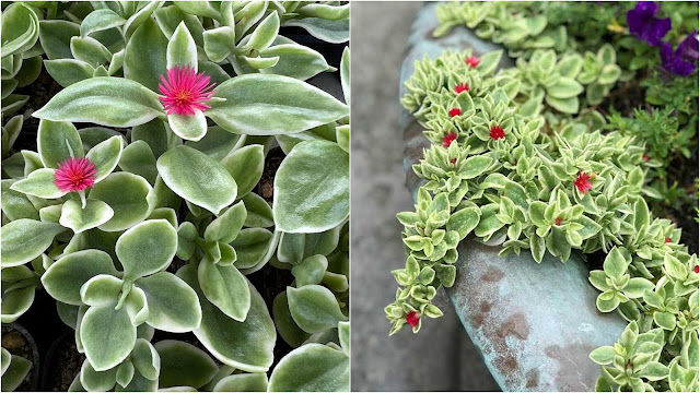 Απτένια. Το πολύ όμορφο παχύφυτο κατάλληλο για πολλές διαφορετικές χρήσης - Φωτογραφία 4