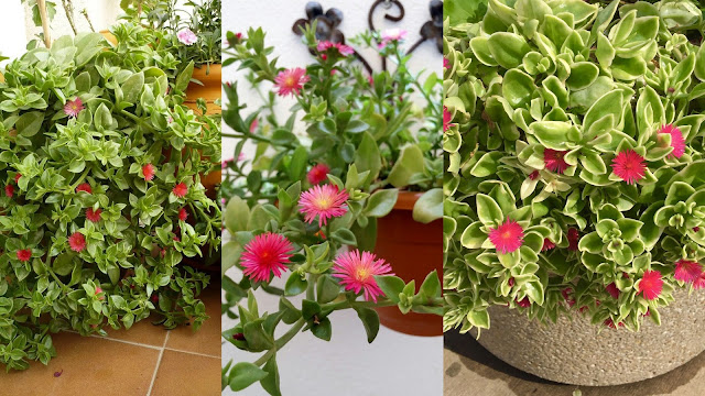 Απτένια. Το πολύ όμορφο παχύφυτο κατάλληλο για πολλές διαφορετικές χρήσης - Φωτογραφία 5