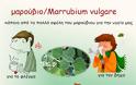 μαρούβιο το κοινό/Marrubium vulgare - λίγα λόγια για ένα λίγο-πολύ, άγνωστο βότανο