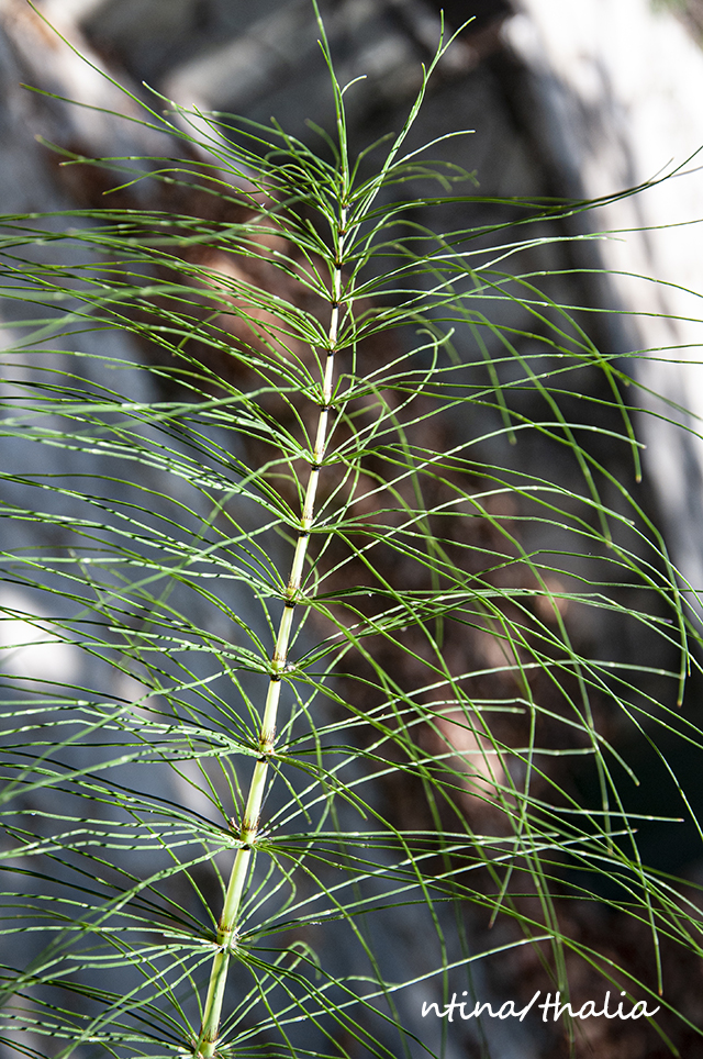 η συνάντησή μου με ένα ψιλόλιγνο παλληκάρι – το πολυκόμπι - Φωτογραφία 4