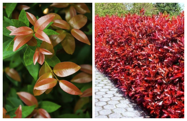 Φωτίνια. O θάμνος που αλλάζει χρώμα ανάλογα με τις εποχές - Φωτογραφία 2