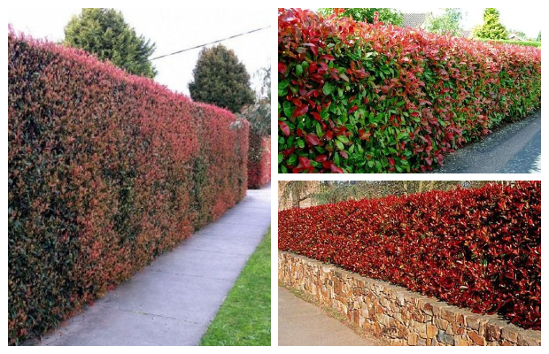 Φωτίνια. O θάμνος που αλλάζει χρώμα ανάλογα με τις εποχές - Φωτογραφία 3