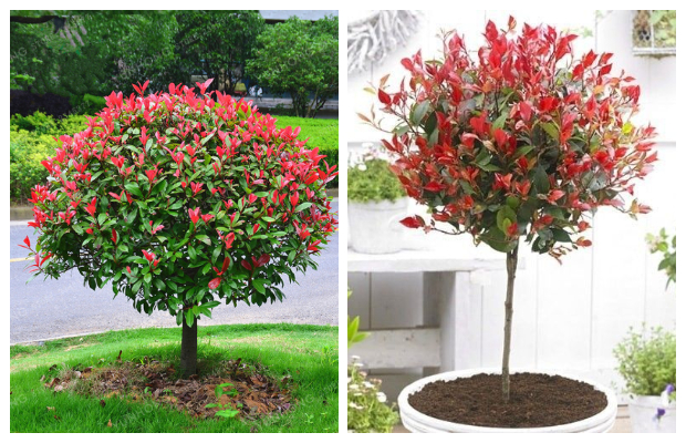 Φωτίνια. O θάμνος που αλλάζει χρώμα ανάλογα με τις εποχές - Φωτογραφία 4