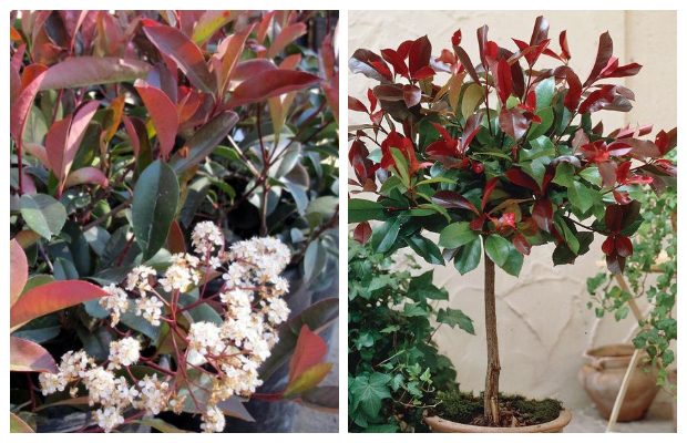 Φωτίνια. O θάμνος που αλλάζει χρώμα ανάλογα με τις εποχές - Φωτογραφία 5