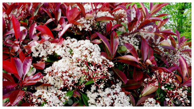 Φωτίνια. O θάμνος που αλλάζει χρώμα ανάλογα με τις εποχές - Φωτογραφία 6