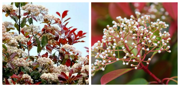 Φωτίνια. O θάμνος που αλλάζει χρώμα ανάλογα με τις εποχές - Φωτογραφία 7