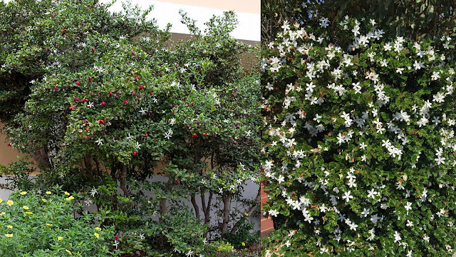 Καρίσα. Το πανέμορφο Γιαπωνέζικο γιασεμί - Φωτογραφία 3