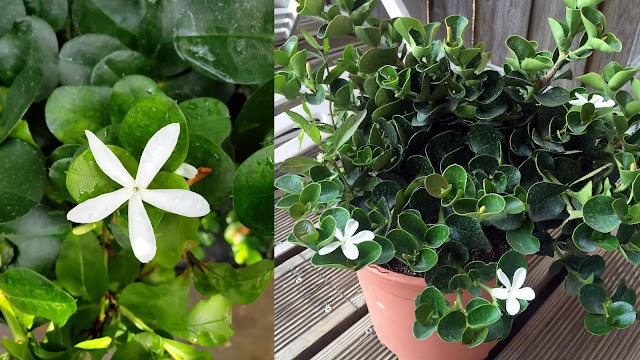 Καρίσα. Το πανέμορφο Γιαπωνέζικο γιασεμί - Φωτογραφία 4