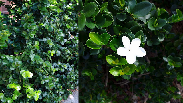 Καρίσα. Το πανέμορφο Γιαπωνέζικο γιασεμί - Φωτογραφία 5