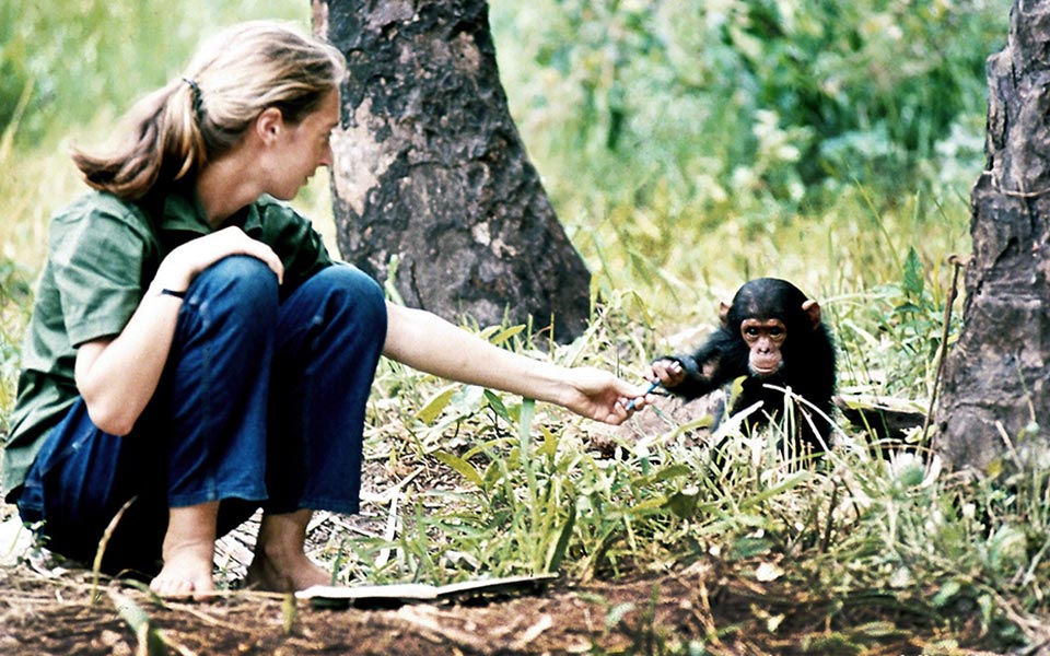 Πέθανε η κορυφαία ερευνήτρια Dr Jane Goodall - Φωτογραφία 2