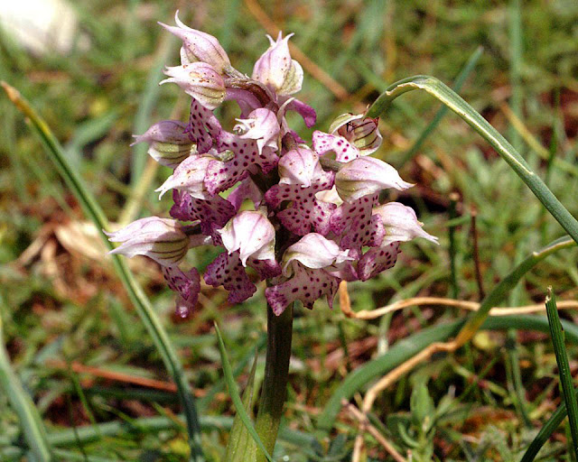 Neotinea lactea, η γαλακτόχρους ορχιδέα! - Φωτογραφία 1