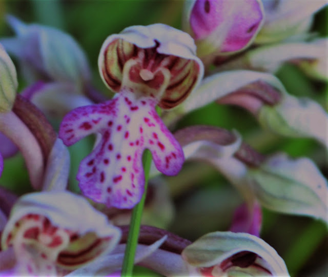 Neotinea lactea, η γαλακτόχρους ορχιδέα! - Φωτογραφία 3