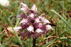 Neotinea lactea, η γαλακτόχρους ορχιδέα!