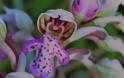Neotinea lactea, η γαλακτόχρους ορχιδέα! - Φωτογραφία 3