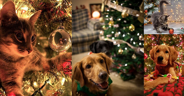 Πώς να στολίσετε όταν έχετε κατοικίδια: Ασφάλεια & γιορτινή ατμόσφαιρα μαζί - Φωτογραφία 1