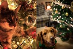 Πώς να στολίσετε όταν έχετε κατοικίδια: Ασφάλεια & γιορτινή ατμόσφαιρα μαζί