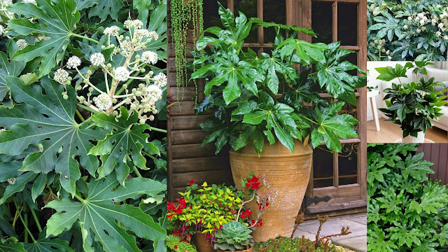 Αράλια. 'Ενα εντυπωσιακό φυτό για σκιερά σημεία - Φωτογραφία 1