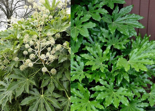 Αράλια. 'Ενα εντυπωσιακό φυτό για σκιερά σημεία - Φωτογραφία 2