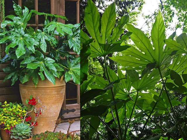 Αράλια. 'Ενα εντυπωσιακό φυτό για σκιερά σημεία - Φωτογραφία 3