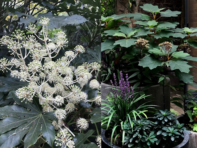 Αράλια. 'Ενα εντυπωσιακό φυτό για σκιερά σημεία - Φωτογραφία 4