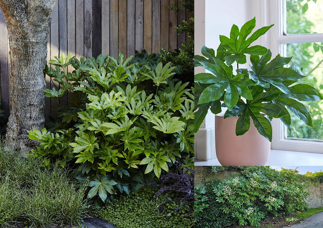 Αράλια. 'Ενα εντυπωσιακό φυτό για σκιερά σημεία - Φωτογραφία 5