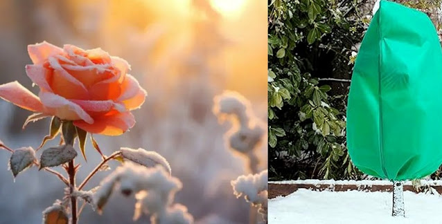 Τι να χρειάζετε να κάνετε και τι να αποφύγετε  στον κήπο τους κρύους μήνες - Φωτογραφία 2