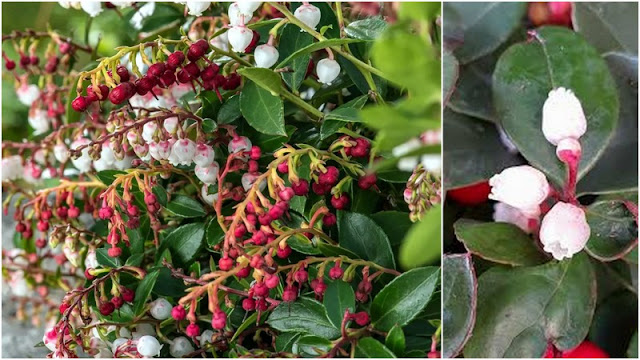 Γκολθέρια. Ένας εύκολης καλλιέργειας θάμνος με πολύ όμορφα λουλούδια - Φωτογραφία 2