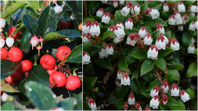 Γκολθέρια. Ένας εύκολης καλλιέργειας θάμνος με πολύ όμορφα λουλούδια - Φωτογραφία 3