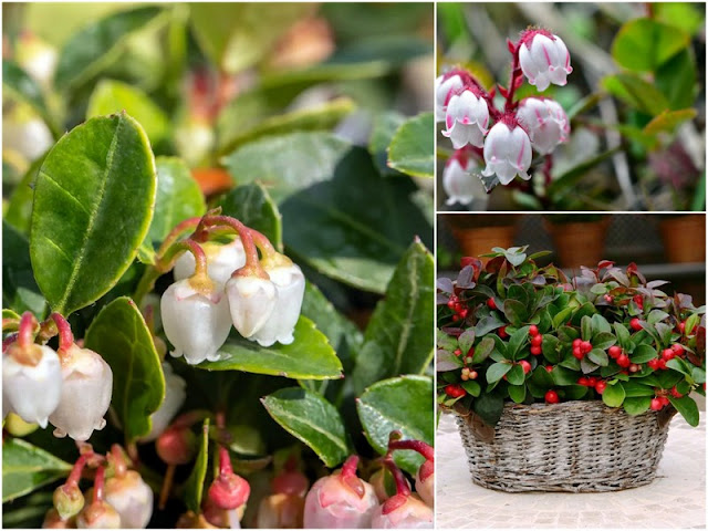 Γκολθέρια. Ένας εύκολης καλλιέργειας θάμνος με πολύ όμορφα λουλούδια - Φωτογραφία 4