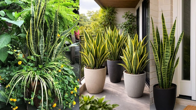 5 Φυτά για μπαλκόνια με ελάχιστο ήλιο - Φωτογραφία 3