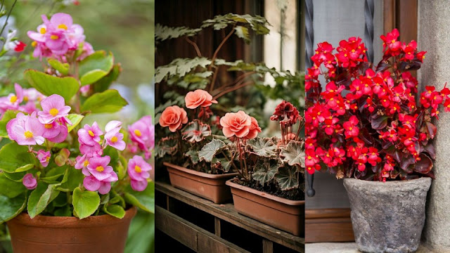 5 Φυτά για μπαλκόνια με ελάχιστο ήλιο - Φωτογραφία 5