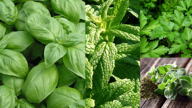 Mini κήπος με αρωματικά βότανα στην κουζίνα - Φωτογραφία 2