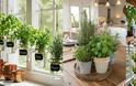 Mini κήπος με αρωματικά βότανα στην κουζίνα - Φωτογραφία 4