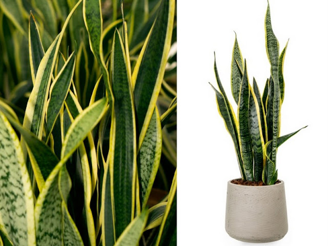 Φυτά εσωτερικού χώρου που ευδοκιμούν χωρίς πολύ φως - Φωτογραφία 2