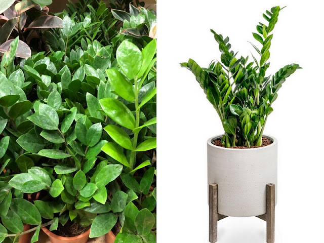 Φυτά εσωτερικού χώρου που ευδοκιμούν χωρίς πολύ φως - Φωτογραφία 3