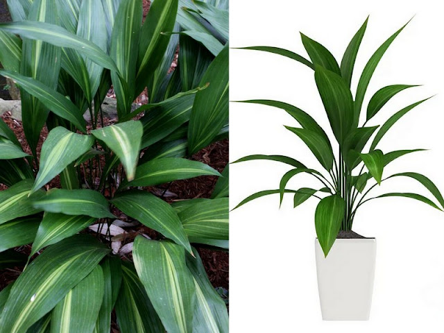 Φυτά εσωτερικού χώρου που ευδοκιμούν χωρίς πολύ φως - Φωτογραφία 5