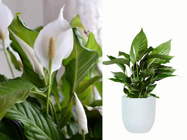 Φυτά εσωτερικού χώρου που ευδοκιμούν χωρίς πολύ φως - Φωτογραφία 6