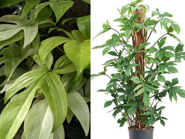 Φυτά εσωτερικού χώρου που ευδοκιμούν χωρίς πολύ φως - Φωτογραφία 7