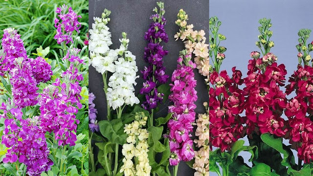 Βιολέτα. Άρωμα και χρώμα ανοιξιάτικο - Φωτογραφία 2