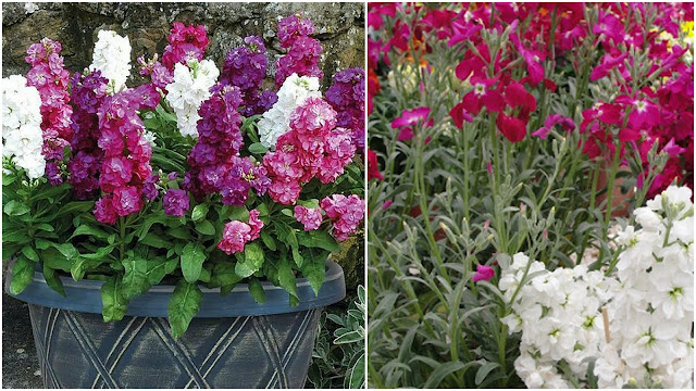 Βιολέτα. Άρωμα και χρώμα ανοιξιάτικο - Φωτογραφία 3