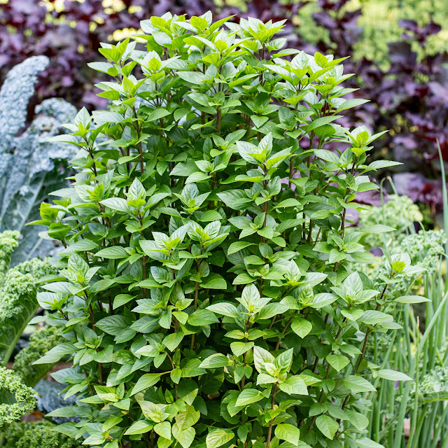 Κηπουρική για αρχάριους: 6 Εύκολα φυτά για το καλοκαίρι - Φωτογραφία 7