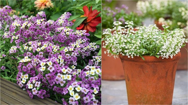 Άλυσσος: Πλούσια ανοιξιάτικη ανθοφορία σε γλάστρες και παρτέρια - Φωτογραφία 5