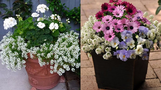 Άλυσσο: Πλούσια ανοιξιάτικη ανθοφορία σε γλάστρες και παρτέρια - Φωτογραφία 4